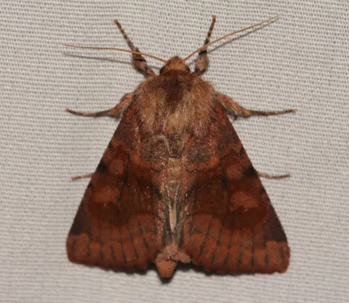 Bronzed Cutworm Moth - photo 8