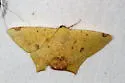 Nepheloleuca politia - Hodges#6985