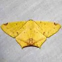Nepheloleuca politia - Hodges#6985 - photo 2