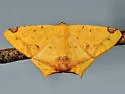 Nepheloleuca politia - Hodges#6985 - photo 3