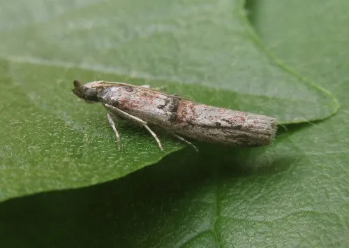 Nephopterix angustella - photo 2