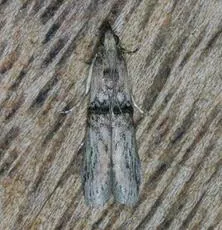 Nephopterix angustella - photo 3