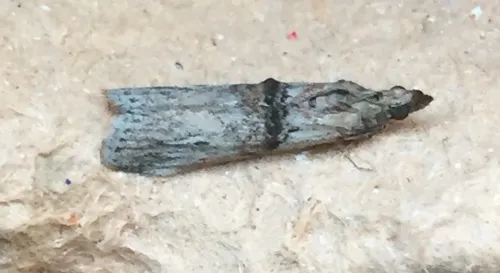 Nephopterix angustella - photo 4
