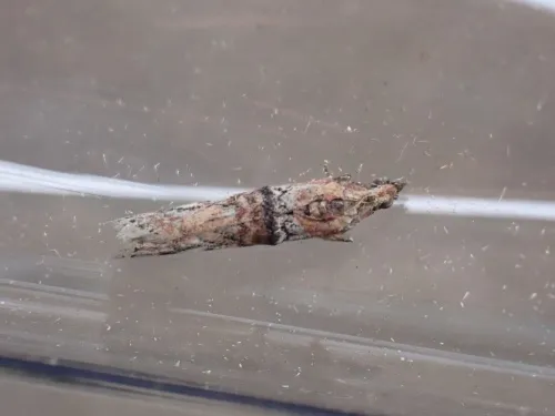 Nephopterix angustella - photo 6