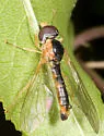 Nephrocerus acanthostylus