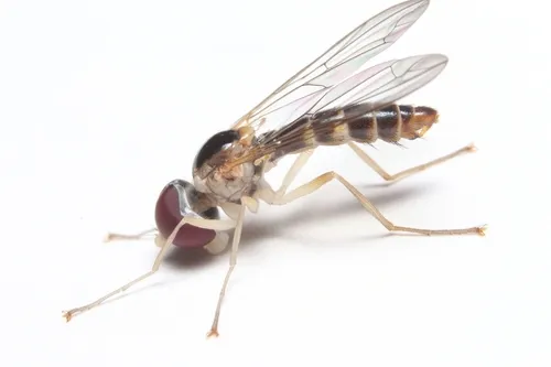 Nephrocerus atrapilus - Nephrocerus atrapilus
