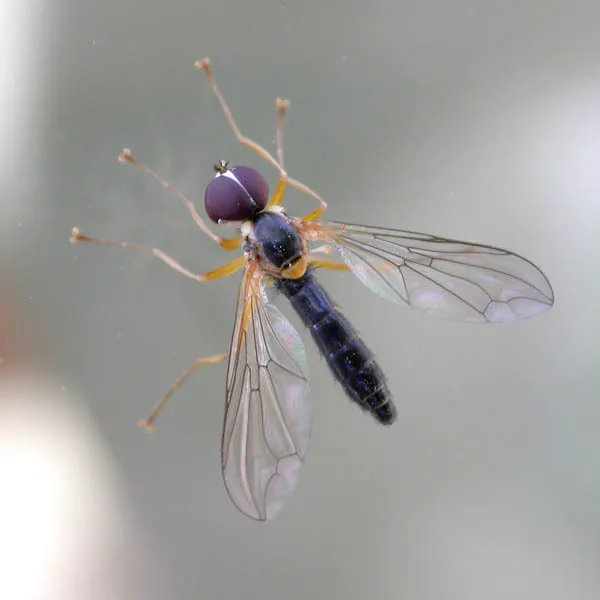 Nephrocerus lapponicus - photo 3