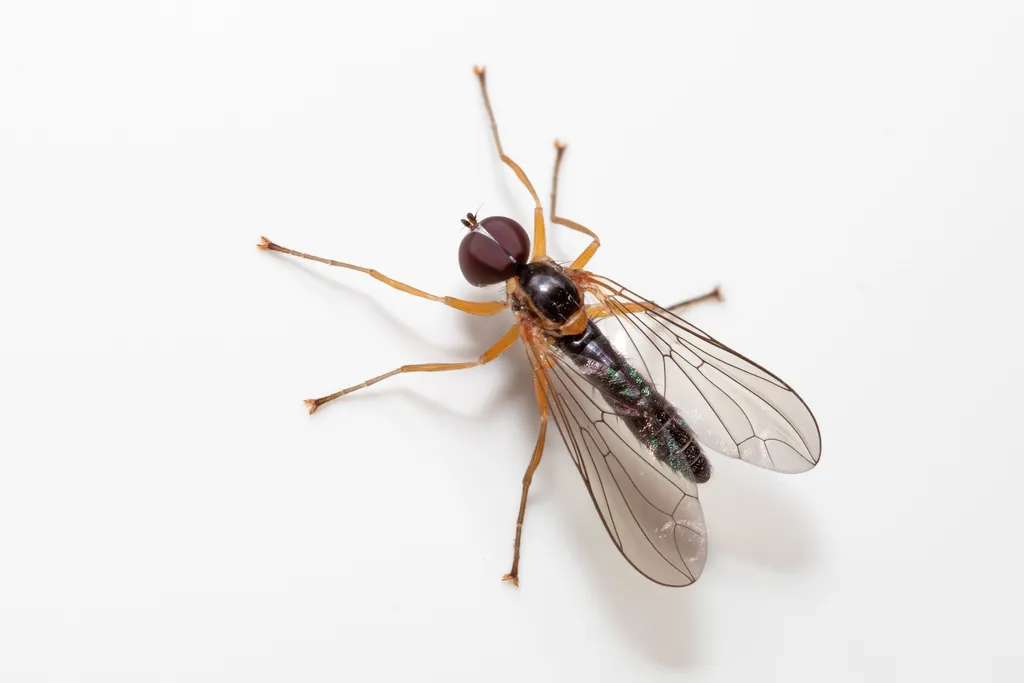 Nephrocerus scutellatus - photo 2