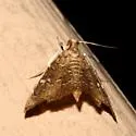 Kidney Moth - Hodges#4857 - photo 2