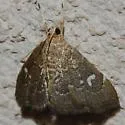 Kidney Moth - Hodges#4857 - photo 3