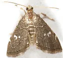 Kidney Moth - Hodges#4857 - photo 4