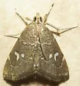 Kidney Moth - Hodges#4857 - photo 5