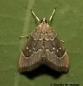 Nephrogramma separata - Hodges#4858