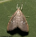 Nephrogramma separata - Hodges#4858 - photo 2