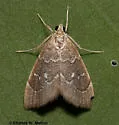 Nephrogramma separata - Hodges#4858 - photo 3