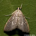 Nephrogramma separata - Hodges#4858 - photo 4