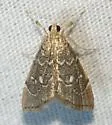 Nephrogramma separata - Hodges#4858 - photo 5