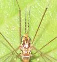 Nephrotoma abbreviata - photo 2
