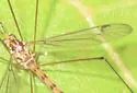 Nephrotoma abbreviata - photo 3