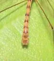Nephrotoma abbreviata - photo 4