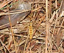 Nephrotoma alterna