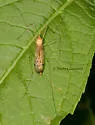 Nephrotoma alterna - photo 2