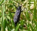 Nephrotoma altissima - photo 2