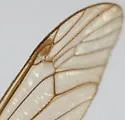 Nephrotoma altissima - photo 4