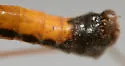 Nephrotoma altissima - photo 5