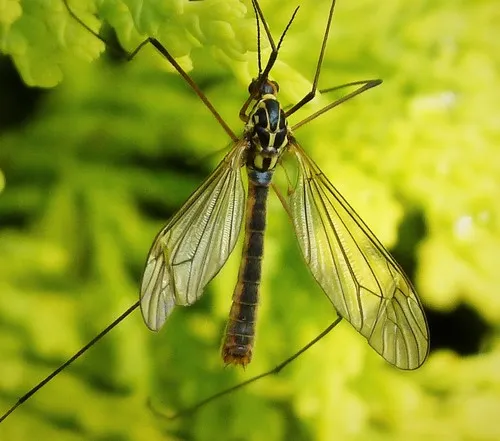 Nephrotoma appendiculata - photo 3