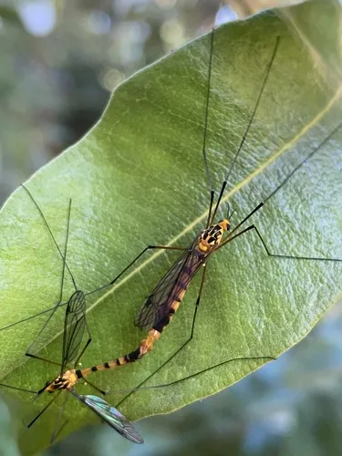 Australian Tiger Crane Fly