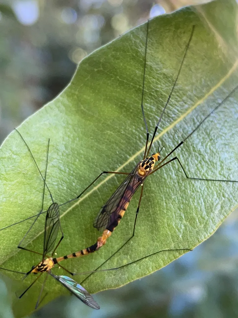 Australian Tiger Crane Fly - photo 2