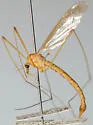 Nephrotoma breviorcornis