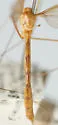 Nephrotoma breviorcornis - photo 2