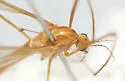 Nephrotoma breviorcornis - photo 3