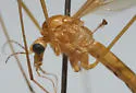 Nephrotoma breviorcornis - photo 4