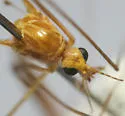 Nephrotoma breviorcornis - photo 5