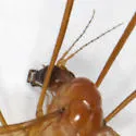 Nephrotoma cingulata - photo 2