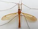 Nephrotoma cingulata - photo 5