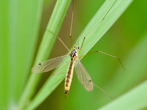 Nephrotoma cornicina