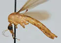 Nephrotoma cornifera