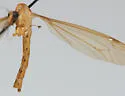 Nephrotoma cornifera - photo 3