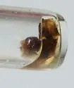Nephrotoma cornifera - photo 4