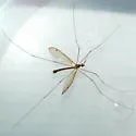 Nephrotoma eucera - photo 3