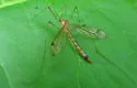 Nephrotoma eucera - photo 4