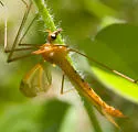Nephrotoma eucera - photo 5