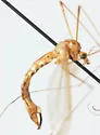 Nephrotoma euceroides - Nephrotoma euceroides