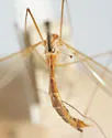 Nephrotoma euceroides - photo 2