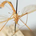 Nephrotoma euceroides - photo 3