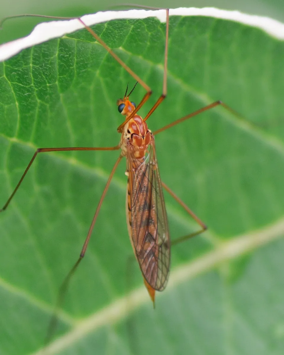 Nephrotoma ferruginea